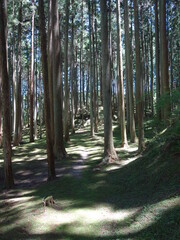 森の木立と木漏れ日