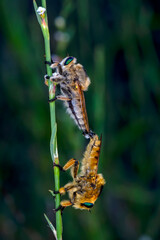 Macro shot of a robber fly in the garden
