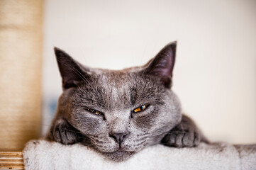 Portrait d'un magnifique chat gris de race chartreux à la maison