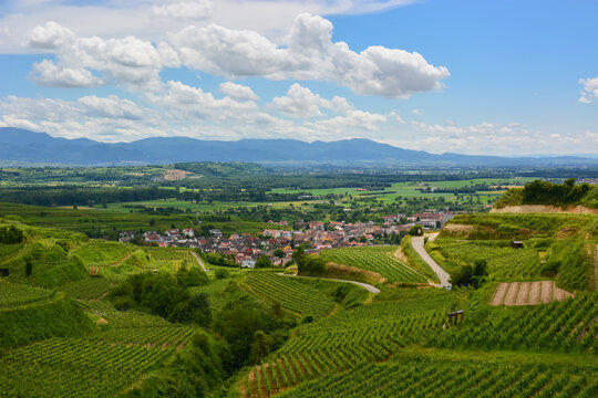 Ihringen im Kaiserstuhl - Weinbau / Baden-W&uuml;rttemberg / Deutschland