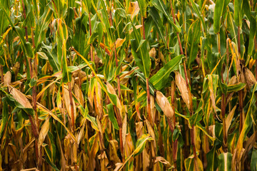 Obraz premium Corn in cob in field. Brown and green leaves, Autumn time.