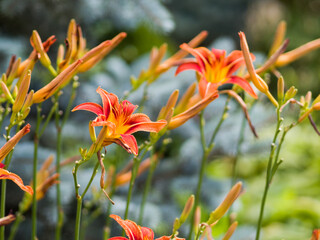 Red orange lilies in the park. The background is out of focus. Close-up