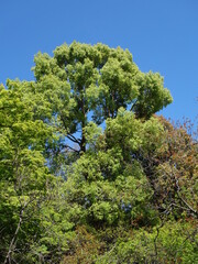 青空に広がる木の葉