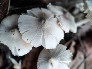 A picture of artificial mushroom cultivation.