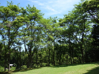 新緑の木と青空