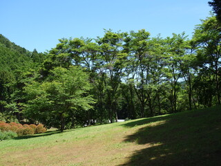 新緑の木と青空