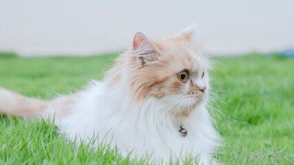 Naklejka na ściany i meble a Persian cat is staring in the lawn.