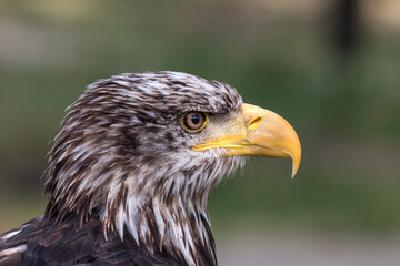 Young eagle close-up