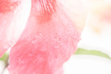 Abstract background dewdrop on the flower petals