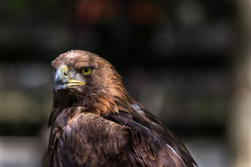 Golden eagle with yellow eyes and side lights