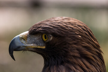 Close-up of golden eagle with yellow eyes