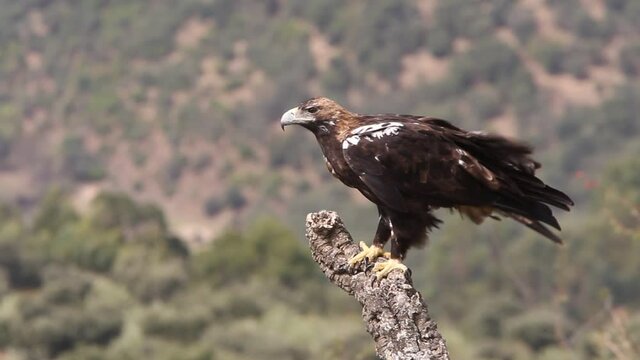 Spanish Imperial Eagle adult female on a windy and cloudy day in a Mediterranean forest