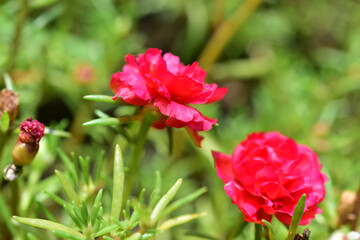 Close up flowers on blur background.
