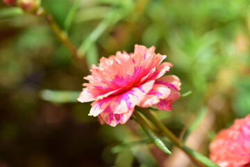 Close up flowers on blur background.