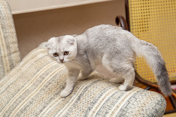 A little light grey Scottish Fold - a breed of domestic cat - on the sofa at home. Cute pets close up.