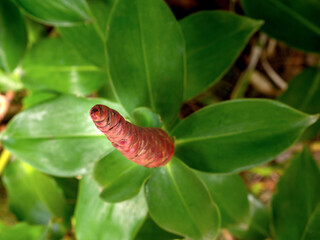 big red flower in the form of a cone on a background of green leaves out of focus. photo taken in natural light. angle - from above.