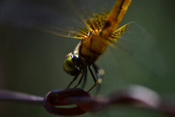 Close up dragonfly in background.
