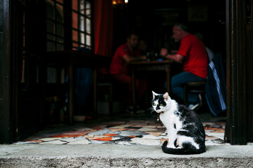 Chat de gouttière noir et blanc dans la rue