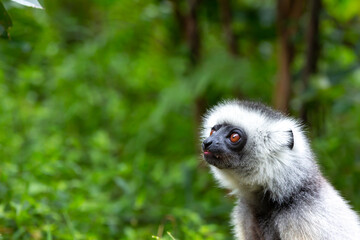 A diademed sifaka in its natural environment in the rainforest on the island of Madagascar