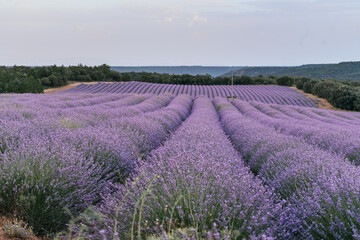 Fototapeta na wymiar Beautiful landscape of blooming lavender field in sunrise. Nature. Brihuega, Spain, Europe. Selective Focus