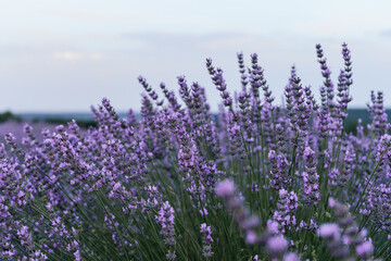 beautiful closeup from a blooming lavender plant during the sunrise. Nature. Brihuega, Spain, Europe. Selective Focus
