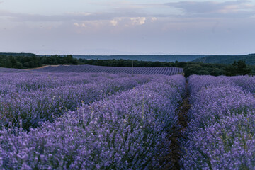 Fototapeta na wymiar Beautiful landscape of blooming lavender field in sunrise. Nature. Brihuega, Spain, Europe. Selective Focus