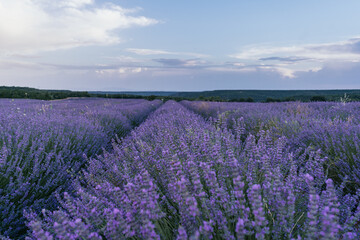 Plakat Beautiful landscape of blooming lavender field in sunrise. Nature. Brihuega, Spain, Europe. Selective Focus