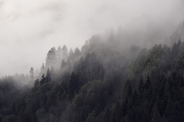 albero bosco con nebbia foresta pini montagna autunno 