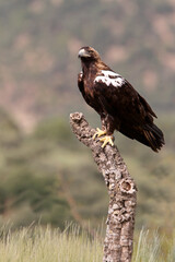 Spanish Imperial Eagle adult female in a Mediterranean forest on a cloudy day
