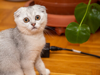 A little light grey Scottish Fold - a breed of domestic cat - on the floor at home. Cute pets close up. A kitten sitting on the floor and looking at camera.