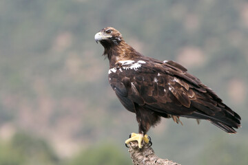 Fototapeta premium Spanish Imperial Eagle adult female on a windy and cloudy day in a Mediterranean forest