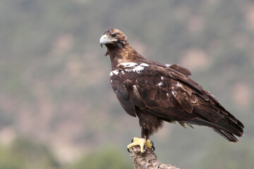 Spanish Imperial Eagle adult female with the morning lights on a windy day in a Mediterranean forest in central Spain