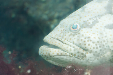 Beautiful fish under the sea.