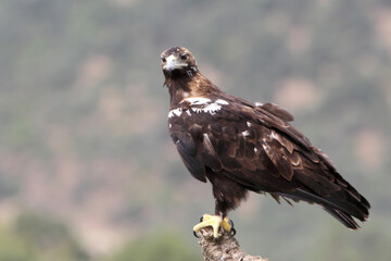 Spanish Imperial Eagle adult female with the morning lights on a windy day in a Mediterranean forest in central Spain