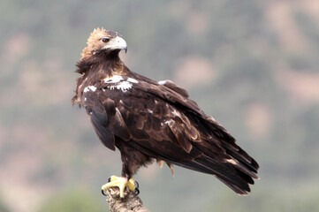 Spanish Imperial Eagle adult female with the morning lights on a windy day in a Mediterranean forest in central Spain