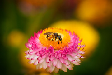 Biene auf Strohblume 4