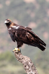Spanish Imperial Eagle adult female with the morning lights on a windy day in a Mediterranean forest in central Spain