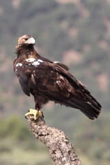 Spanish Imperial Eagle adult female in a Mediterranean forest on a cloudy day