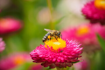 Biene auf Strohblume 2