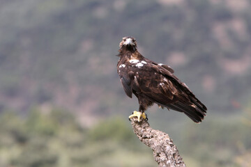 Spanish Imperial Eagle adult female on a windy and cloudy day in a Mediterranean forest