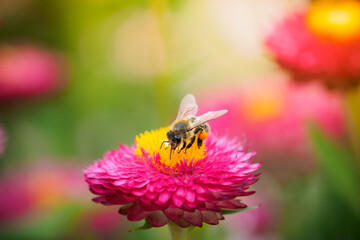 Biene auf Strohblume