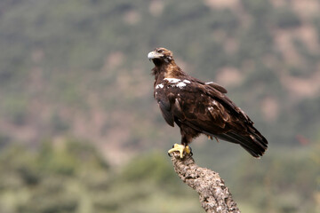 Spanish Imperial Eagle adult female on a windy and cloudy day in a Mediterranean forest