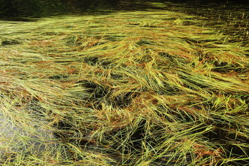 初秋の北八ヶ岳　白駒池がある風景