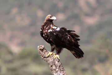 Spanish Imperial Eagle adult female with the morning lights on a windy day in a Mediterranean forest in central Spain