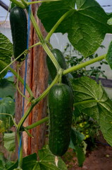 Organic cucumbers on a branch in a greenhouse