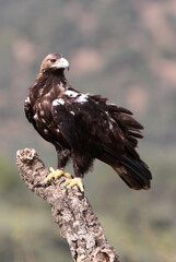 Spanish Imperial Eagle adult female in a Mediterranean forest on a cloudy day