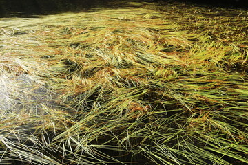 初秋の北八ヶ岳　白駒池がある風景