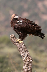 Spanish Imperial Eagle adult female on a windy and cloudy day in a Mediterranean forest