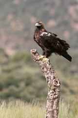 Spanish Imperial Eagle adult female with the morning lights on a windy day in a Mediterranean forest in central Spain