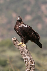 Spanish Imperial Eagle adult female on a windy and cloudy day in a Mediterranean forest